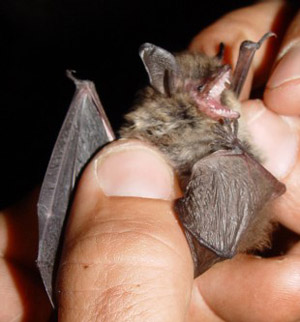 Kleine Bartfledermaus