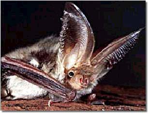 Fledermaus