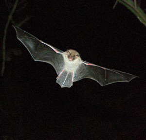 Fransenfledermaus