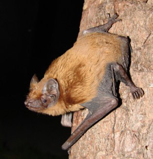 Grosser Abendsegler