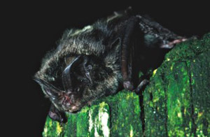 Mopsfledermaus