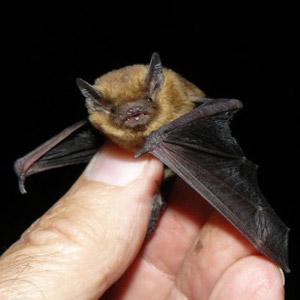 Mückenfledermaus