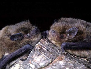 Rauhautfledermaus