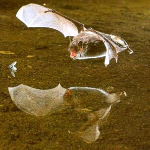Wasserfledermaus