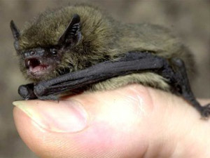 Zwergfledermaus