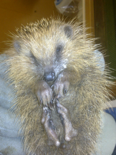 Igel